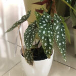 Begonia «Silver Spot»