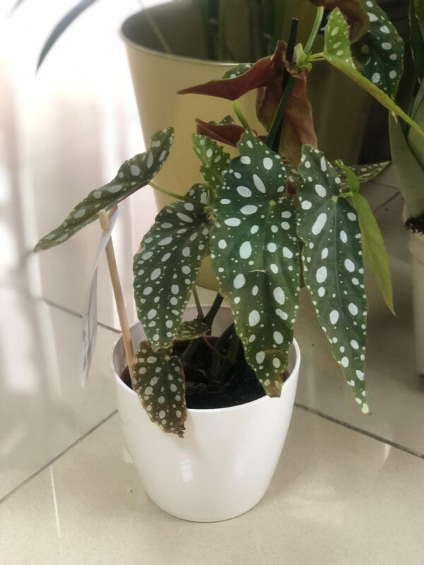 Begonia "Silver Spot"
