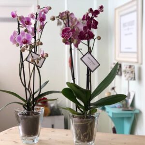 Phalaenopsis en macetero de cristal