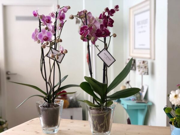 Phalaenopsis en macetero de cristal