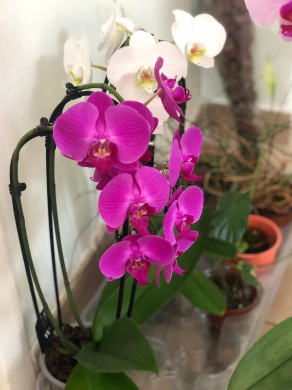 Phalaenopsis en macetero de cristal