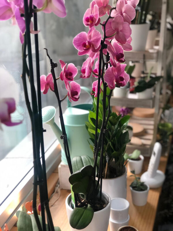 Phalaenopsis en macetero de cristal