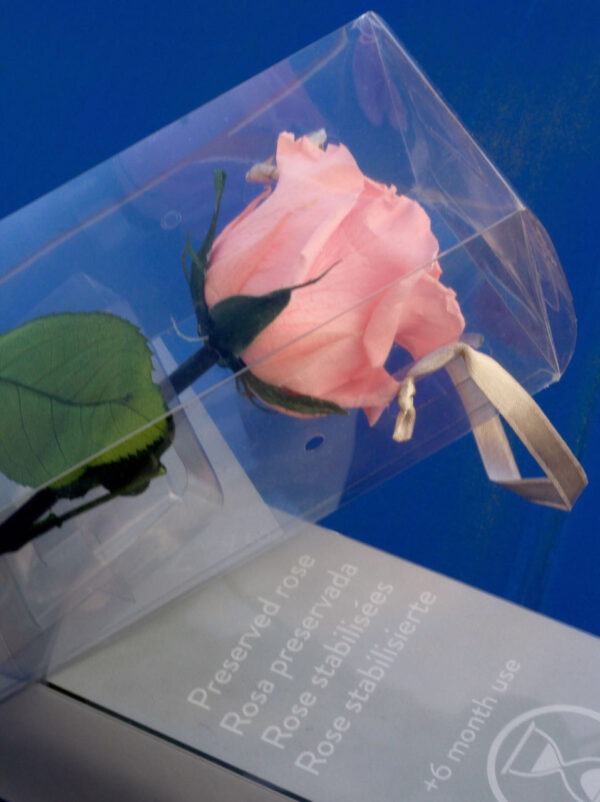 Rosa preservada - Imagen 2