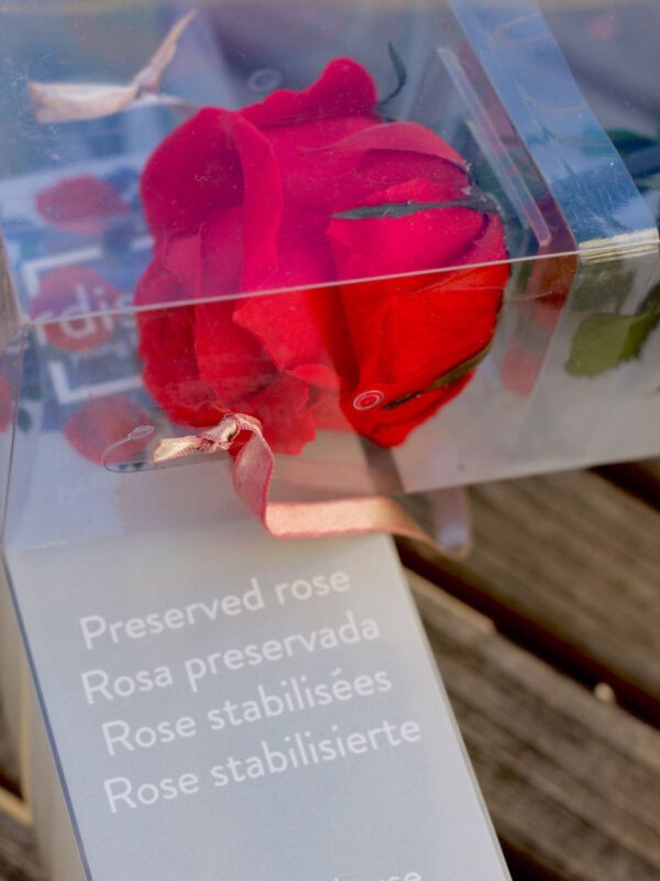 Rosa preservada - Imagen 3